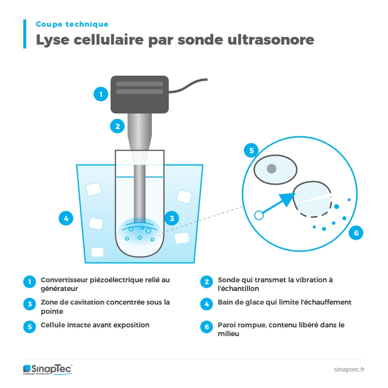 coupe technique lyse cellulaire ultrasons